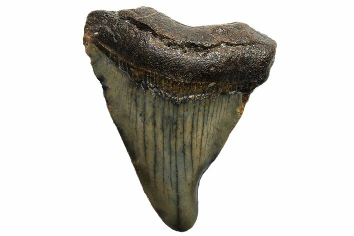 Bargain, Megalodon Tooth - North Carolina #152889